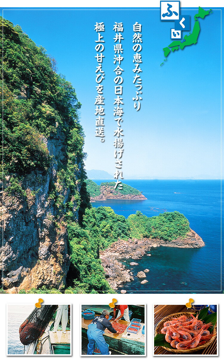 送料無料1,000円ぽっきり！更に2個で300円OFF！3個で750円OFF！5個で1,500円OFFクーポンあり！お寿司屋さん御用達！日本海の越前甘えび刺身用むき身100g（小サイズ約40尾前後）※手むき加工のため殻やヒゲ混入する場合があります。