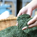 【9月限定半額セール】煎茶ティーバッグ ひも付き(3g×15P)水出しでもおいしい 送料無料 緑茶 煎茶 コウロエン 光露園 kouroen