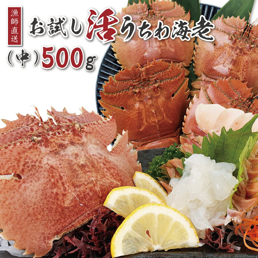 【1尾あたり重量：120g〜150g】伊勢海老に匹敵する旨さ。プリプリで旨...