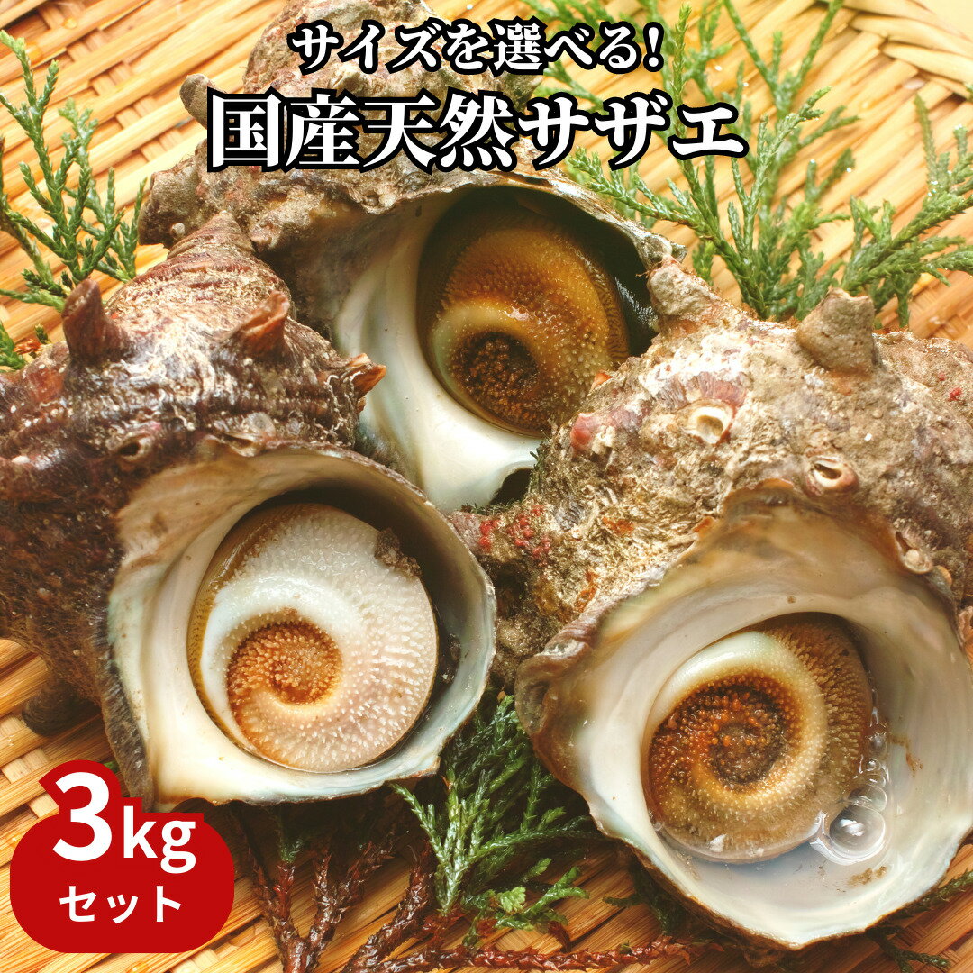 高級天然サザエたっぷり3kgセット【国産・生食用】CAS...