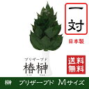 榊 Mサイズ 仏花 プリザーブドフラワー プリザーブドフラワー 枯れない 水不要 神様 仏壇 お供え 神棚 造花 ブリザーブド