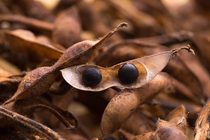 �����ʪ�� ð�ȹ�Ʀ��ǼƦ 200g ð�Ȥι�Ʀ Ʀ�ۻ� ǼƦ �� �����ܻ� ���㤦�� ����ȥ����˥� �ץ쥼��� ���ե� £��