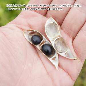 \新物セール/大分県産黒豆(クロダマル)《大粒》900g〔チャック付〕/数量限定メール便送料無料チャック付数量限定希少品種大分県産黒豆こわけや