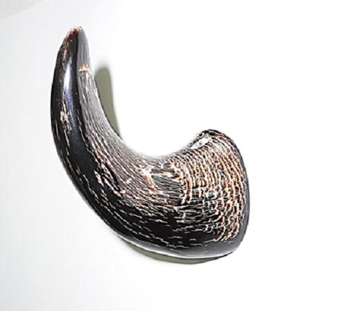 水牛角。フック（小ぶり）。デンジャラスで野性味ある高級感あふれる一品。日本製。宅配便。