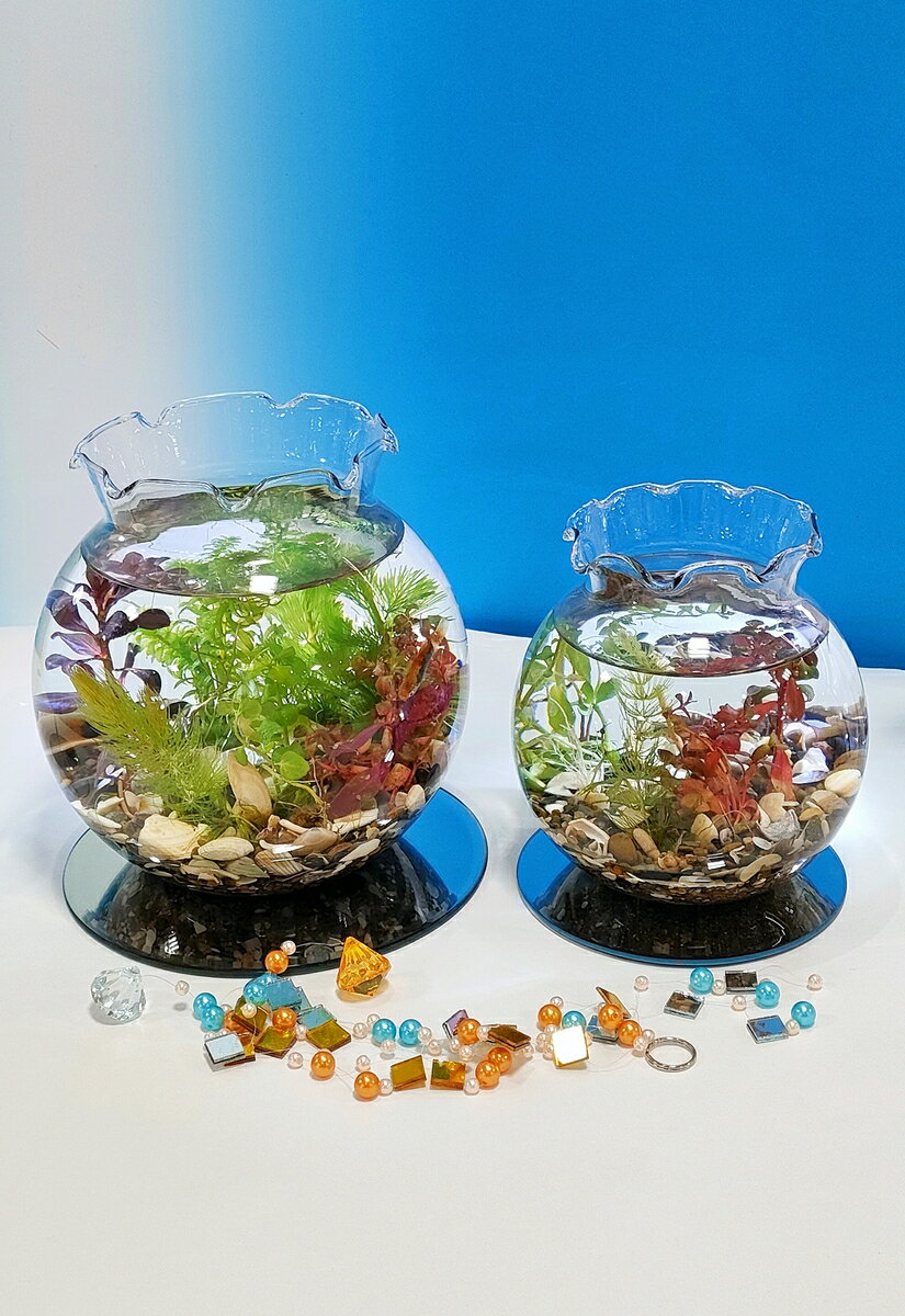 ポラン中(ガラス容器のみ)熱帯魚水槽 アクアリウム メダカ [3]
