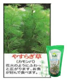 カモンバ 6〜7本 万葉 水草 やすらぎ草 金魚藻