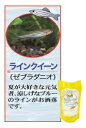 国産熱帯魚付バイオーターラインクイーン 小研究所で育てた寒さに強い熱帯魚 生きている水「バイオーター」は抗酸化力が有り、腐りにくいためエアポンプやろか器無しで熱帯魚や水草の世界が楽しめます。今ならバイオーター800cc1本に付国産熱帯魚2匹程度サービスしています。 2