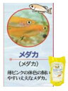 国産熱帯魚付バイオーターメダカ