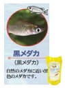 国産熱帯魚付バイオーター黒メダカ