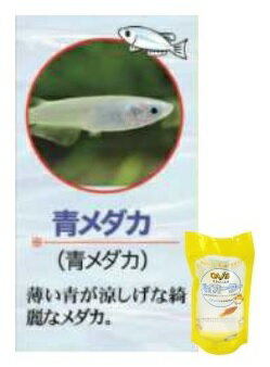 国産熱帯魚付バイオーター青メダカ 小研究所で育てた寒さに強い熱帯魚 生きている水「バイオーター」は抗酸化力が有り、腐りにくいためエアポンプやろか器無しで熱帯魚や水草の世界が楽しめます。今ならバイオーター800cc1本に付国産熱帯魚2匹程度サービスしています。 2