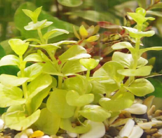 リシマキアゴールデン 4〜5本 国産水草 水草 のぞみ草