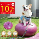 \スーパーSALE★10%OFF&P3倍!クーポン配布中/【ランキング1位!】犬用バランスボール アプリアドーナッツボールプラス 【動物理学療法士開発】動物理学リハビリ国際協会認定 わんちゃんの為の筋トレグッズ 筋トレ 筋肉 足腰 老犬 シニア犬 高齢犬
