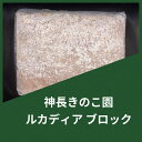 【送料無料】ルカディア ブロック 3500cc 菌糸 カワラタケ タランドゥスといえばこれ! 幼虫飼育に! 大型作出実績多数!