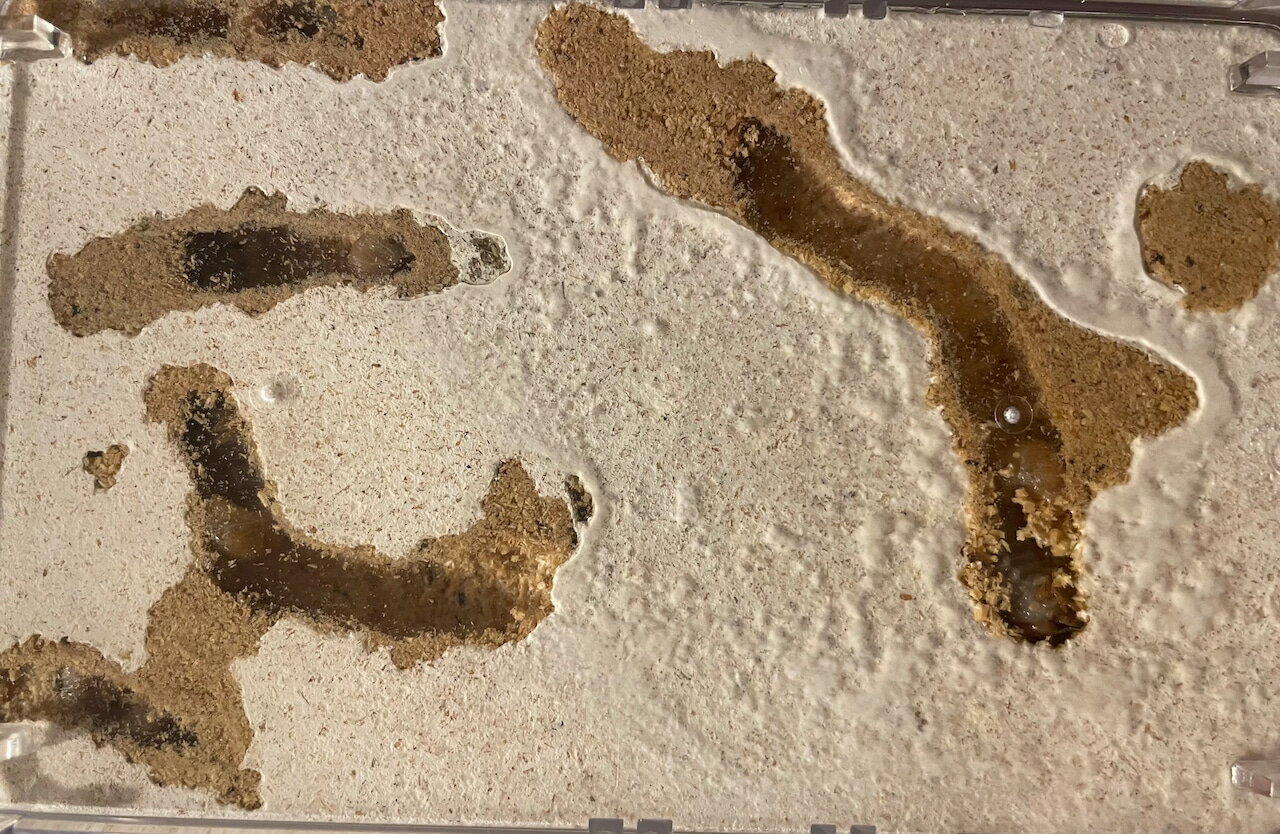 ������̵���ۥ��꡼��SL����ź����γ�ҡ˥֥��å� 3500cc ����ݾ� �ݻ� ����饿�� �ݾ�����η����ǡ���ؼ����Ӥ��ꡪ KPW ���塞�� ���֥ȥॷ