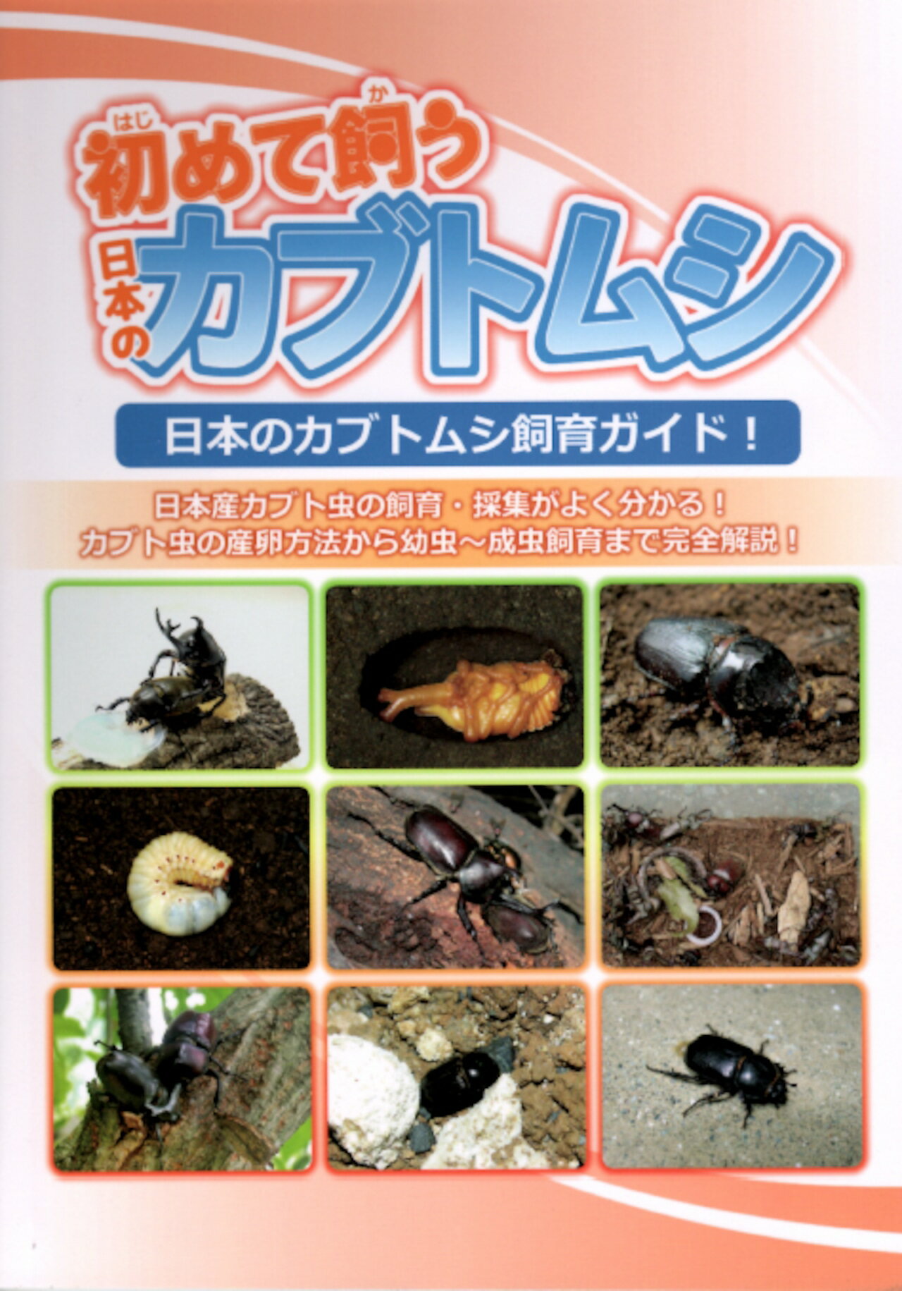 Rakuten - 【送料無料】初めて飼う日本のカブトムシ KPW クワガタ カブトムシ