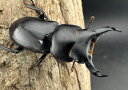 【送料無料】 【F0】 ウーコクワガタ 甘粛省 32mm ペア