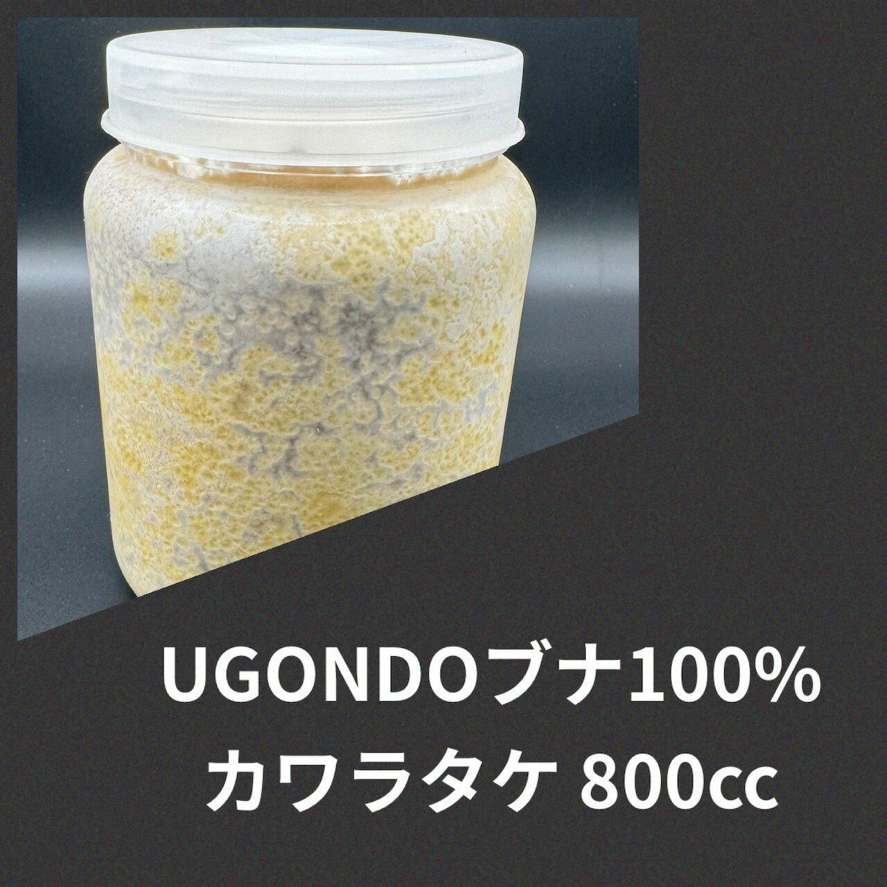 ̵UGONDO ֥100% 800cc饿ݻ ȥåǥ֡ KPW 塞 ֥ȥॷ