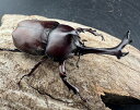【送料無料】 大型 国産カブトムシ 八王子市産 Free ペア 天然 採集 カブトムシ クワガタ K ...