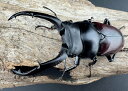 【送料無料】 【WD】 ドンキエルコクワ原名亜種 72.5mm ♂♀♀トリオ》 KPW クワガタ カブトムシ 【当店オススメ】