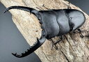 【送料無料】 【WD】 パラワンオオヒラタ 98mm ペア クワガタ カブトムシ KPW 【当店オススメ】