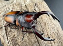 【送料無料】 ミラビリスノコギリクワガタ 67mm ペア クワガタ カブトムシ KPW 【当店オススメ】
