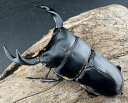 【送料無料】 【WD】 クルビデンスオオクワ原名亜種 67mm ペア KPW クワガタ カブトムシ