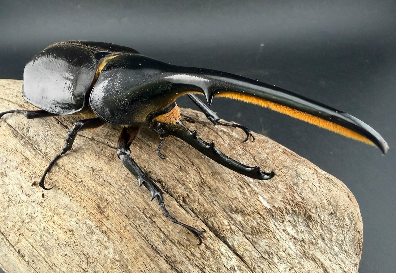 【送料無料】　ヘラクレス・ヘラクレス 135mm ペア KPW クワガタ カブトムシ 【当店オススメ】