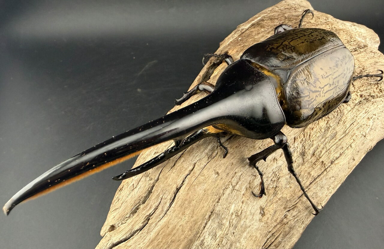 【送料無料】　ヘラクレス・ヘラクレス 146mm ペア KPW クワガタ カブトムシ 【当店オススメ】