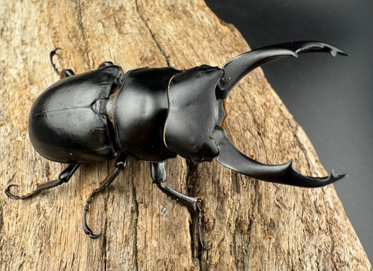 【送料無料】　【WD】　ブラナウンコクワ 維西リス族産 58mm ペア KPW クワガタ カブトムシ