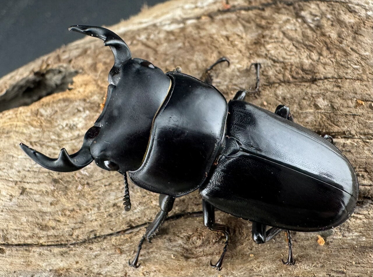 ̵ۡWD  䥯㥪ﰡgracilicornis 39mm ڥ KPW 塞 ֥ȥॷ