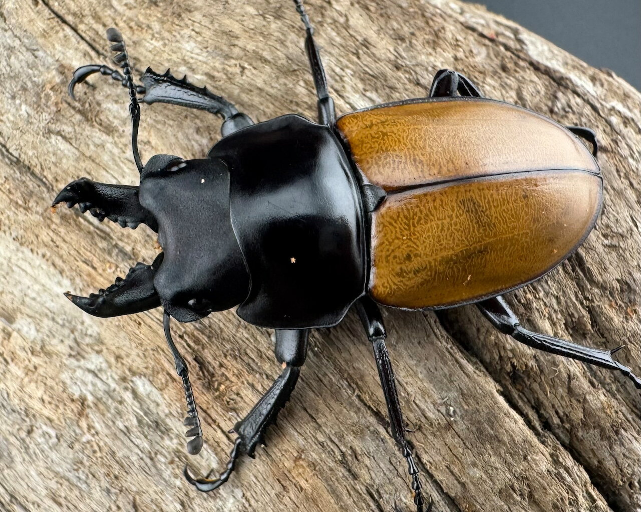 【送料無料】　【WD】 ニティドゥスマルバネ亜種lemeei 広西壮族産 46.5mm A’品ペアKPW クワガタ カブ..