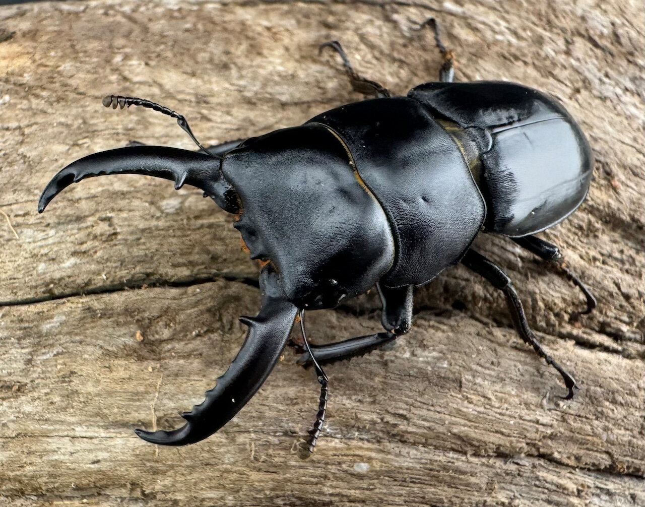 【送料無料】　【WF11】 チョウセンヒラタ 43mm ペア ペア KPW クワガタ カブトムシ