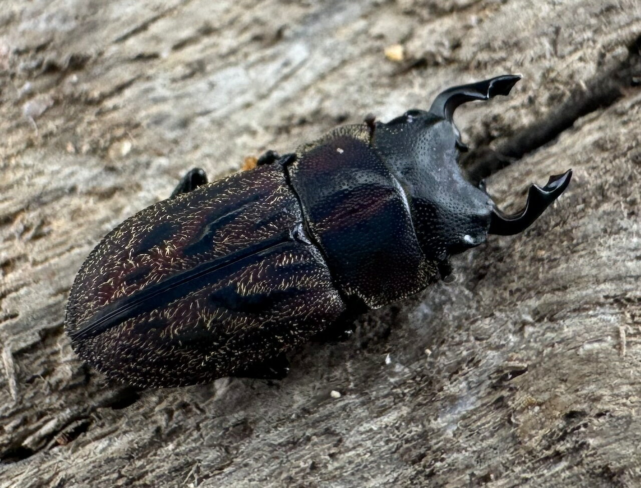 【送料無料】 ペルークワガタ Free ペア KPW クワガタ カブトムシ