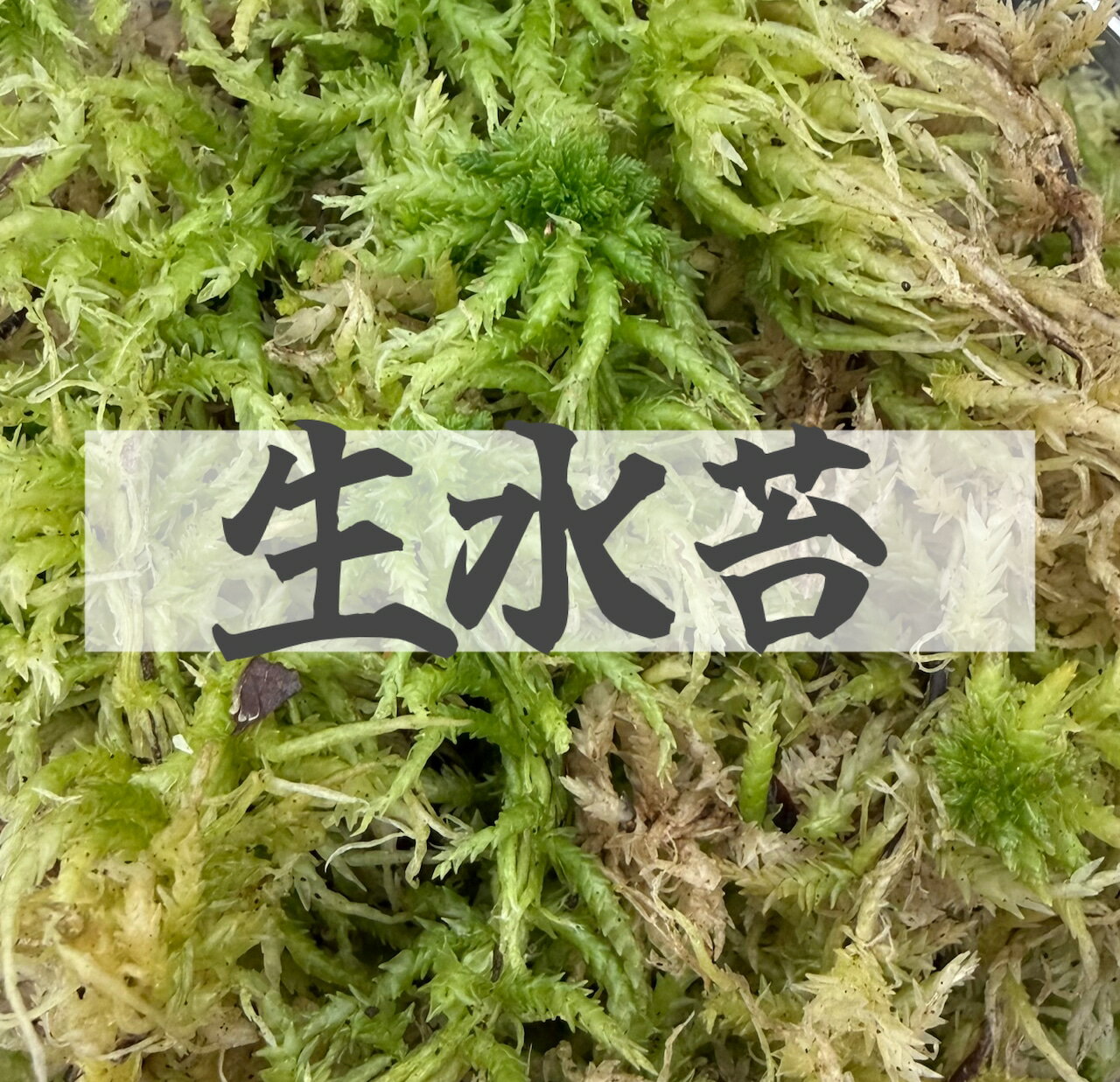 ������̵���ۡ���2L�� �� ŷ�������ݡ����������ݡ� KPW ���塞�� ���֥ȥॷ �� ��� ������� ���񥻥å�