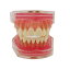 歯列模型 歯が抜く説明モデル 歯科インプラント 歯科模型 上下顎模型 研究治療説明用 取り外し可能