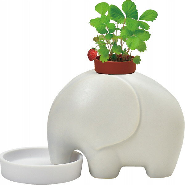 エレプラント栽培セット ワイルドストロベリー