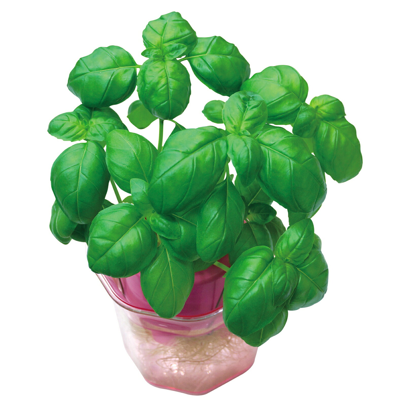 バジル 0.5mL 小袋 (029890)