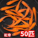 商品情報商品名紅帝メダカ数量50匹+αサイズ1.5〜3.5cm【紅帝50匹】めだか◆おすすめ◆観賞魚/飼育/アクアリウム/メダカ飼育 お得！イベントなどにもオススメ！初心者さんおすすめ！紅帝50匹セット 【商品説明】紅帝メダカ50匹になります。50匹＋αにてお送りします（＋αは死着保証分になります）。サイズは約1.5〜3.5cmほどになります。【発送】・ヤマト運輸にて関東よりお送りします。・酸素を入れ丁寧に梱包し発送致します。・入金確認後→発送準備→発送となります。【ご注意いただきたいこと】◎オスメスのご指定、色や柄などのご指定はできません　基本ランダムにすくいます。◎死着保証分として＋αを入れますが、もし死着で届いた場合は袋を開封せずメールにて写真の添付をお願いします（＋α分の死着は保証できません）。◎お客様のご都合により予定より遅れてお受け取りした場合は保証できません。◎生体ですのでご希望通りにお届けできない場合がありますのでご了承ください。 6