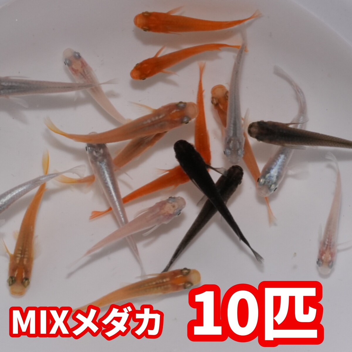 ◆◆送料無料◆◆【MIXメダカ10匹】ミックスめだか 楊貴妃 白メダカ 幹之 ブラック など/観賞魚　飼育　アクアリウム　メダカ飼育　イベントに