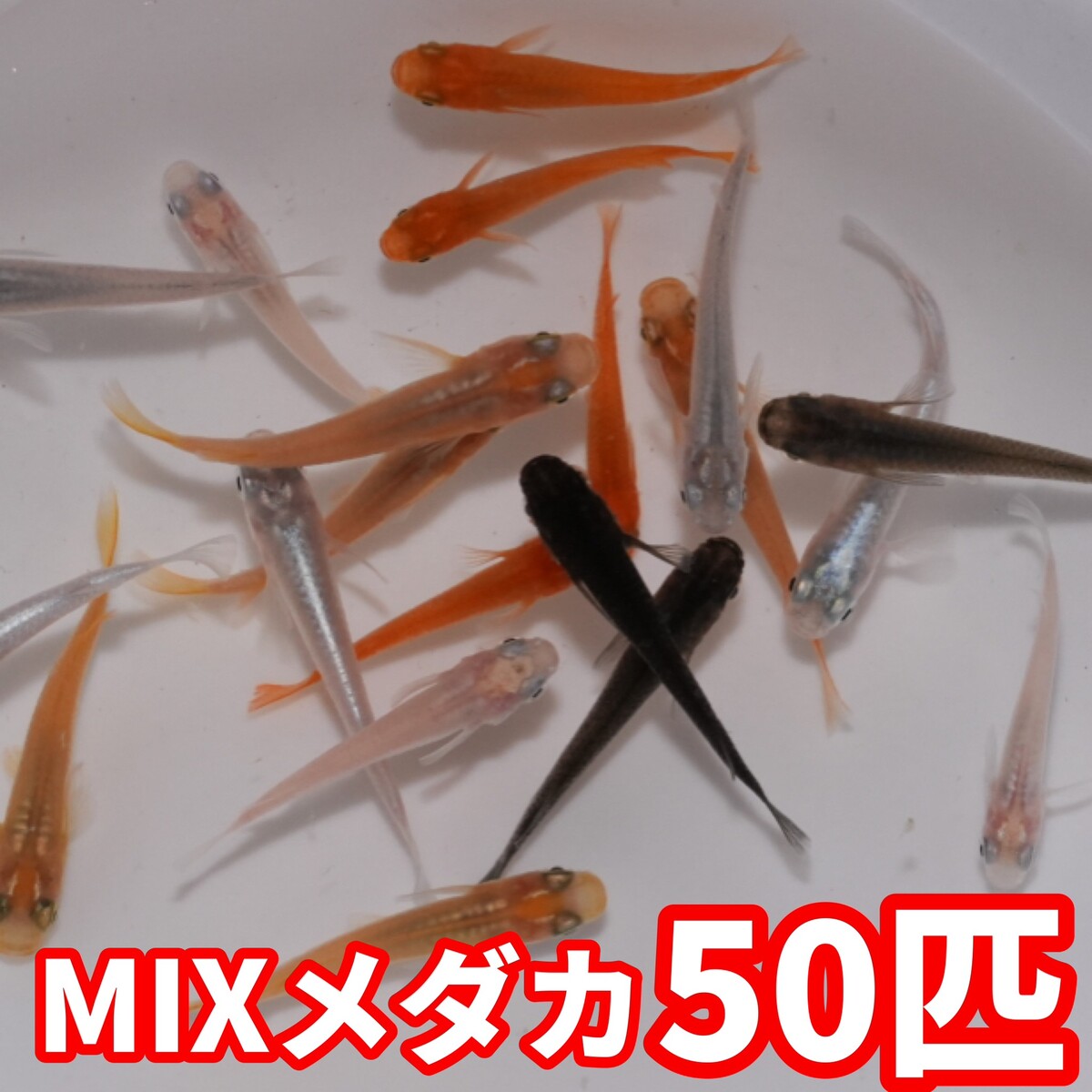 ◆◆送料無料◆◆【MIXメダカ50匹】ミックスめだか 楊貴妃、白メダカ、幹之、ブラックなど 観賞魚  ...