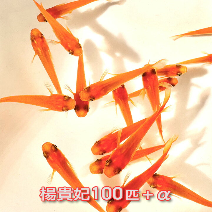 【淡水魚】【通販】爆安 No10 コリドラス ビファシアータス タパジョス産 ワイルド【個体販売】(±7cm)（生体）（熱帯魚）NKCR