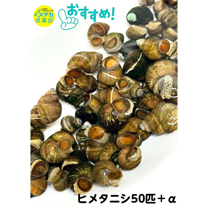 まとめ買い 【ヒメタニシ50匹＋α】メダカ アクアリウム メダカ飼育 水質浄化 水質改善 エサの食べ残し処理 コケ取り