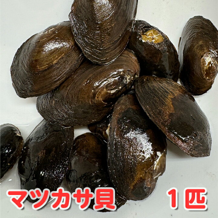 【マツカサ貝（1匹）】淡水魚 二枚貝 タナゴ カネヒラ 産卵 繁殖 川魚 観賞魚 水質浄化 グリーンウォーター対策 ビオトープ
