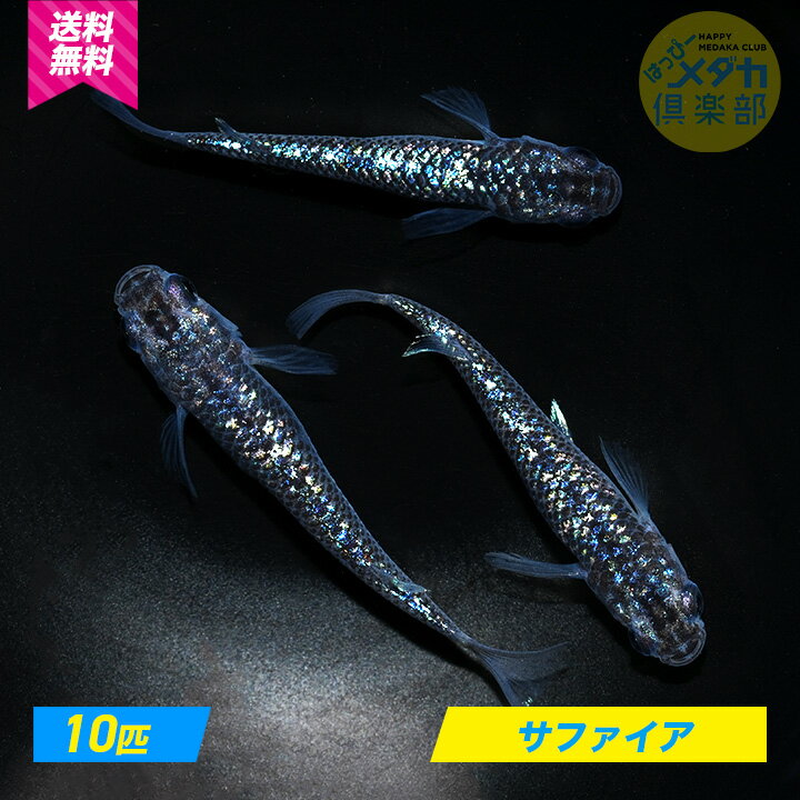メダカ（サファイア背鰭なし幼魚）無選別10匹