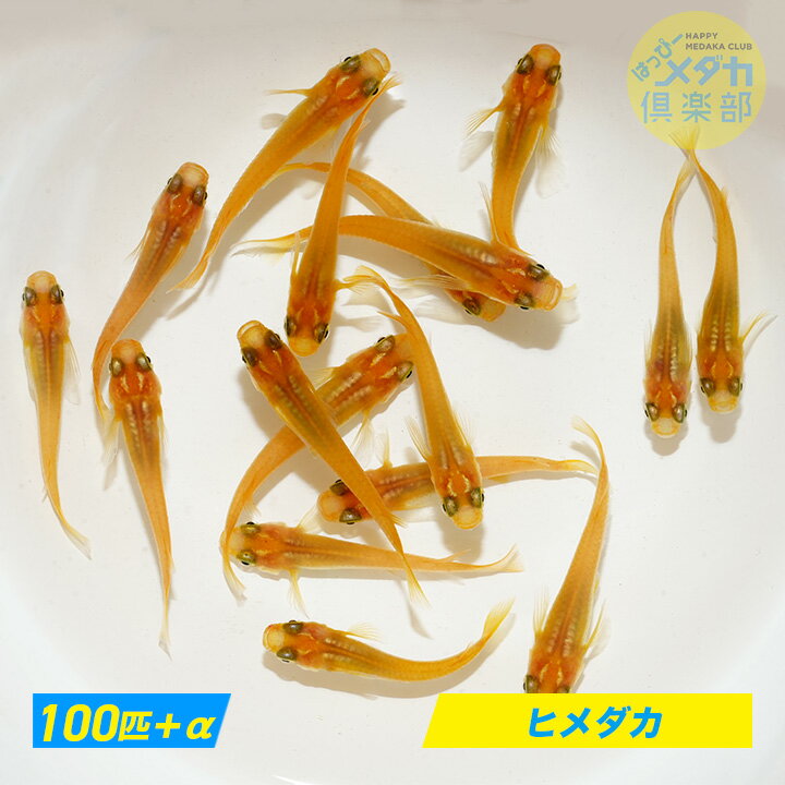 【ヒメダカ100匹】めだか ◆おすすめ◆ 観賞魚/ 飼育/ アクアリウム/ メダカ飼育 肉食魚 生餌 活餌 研究用 実験用