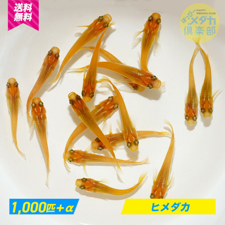 【ヒメダカ1,000匹】めだか ◆おすすめ◆ 観賞魚/ 飼育/ アクアリウム/ メダカ飼育 肉食魚 生餌 活餌 研究用 実験用