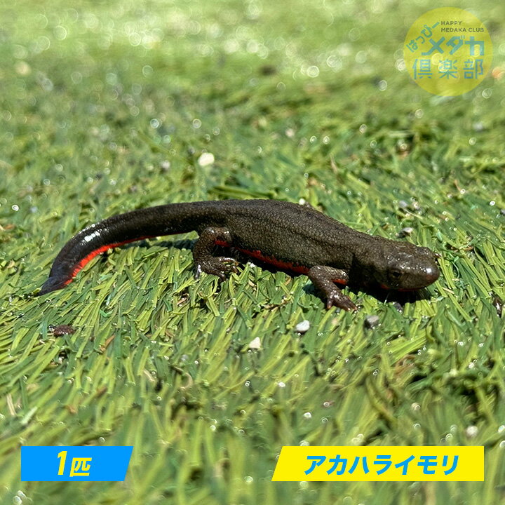 �����ϥ饤����1ɤ��