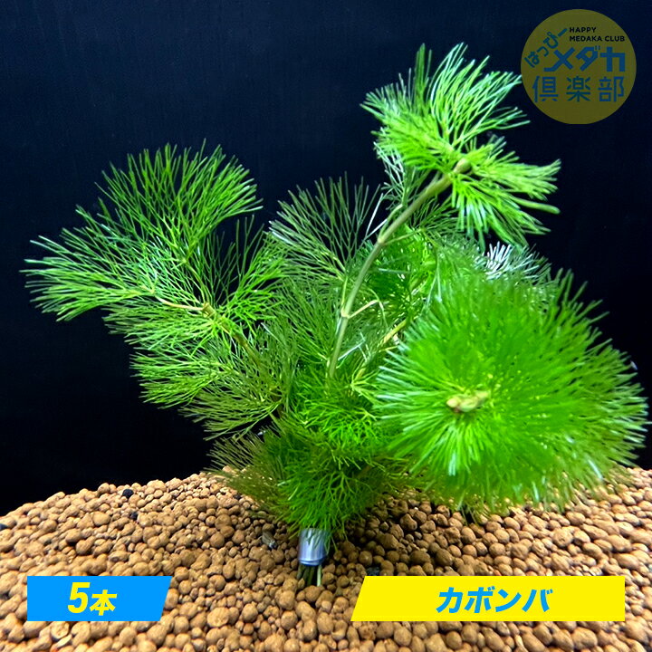【カボンバ5本】カボンバ 水草 メダカ 金魚 産卵床 アクアリウム アナカリス マツモ