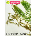 ミナミヌマエビ100匹