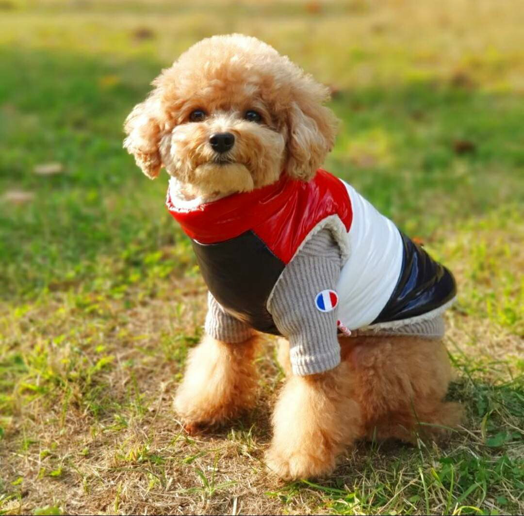 ジップアップベスト ZIPUP PADDING BESTダウンベスト DOWN BEST 防水加工 (2XL) かわいい Dog ペットウェア 犬服 犬の服 服 トイプードル S M L XL 2XL 3XL 4XL 5XL 6XL チワワ ダックス 選べる2色【ネコポス送料無料】